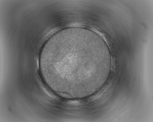 X0000111010061200907311100