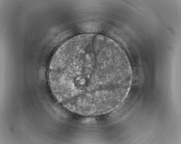 X0000111010162200907311059