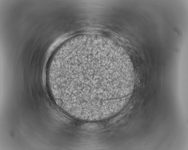 X0000111010294200907311057