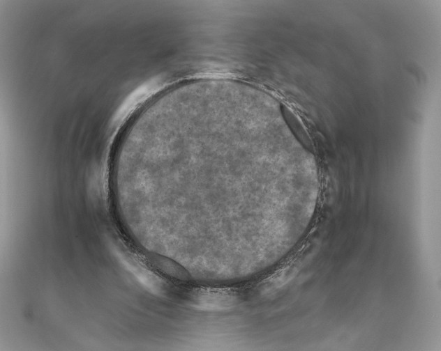 X0000111010296200907311057
