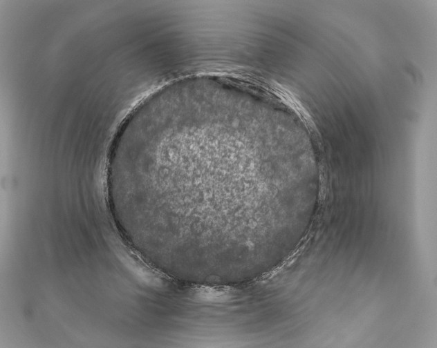 X0000111010346200907311056
