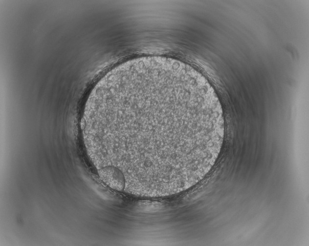 X0000111010354200907311056
