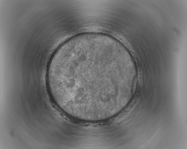 X0000111010434200907311054