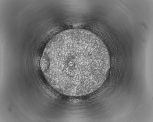 X0000111010650200907311052