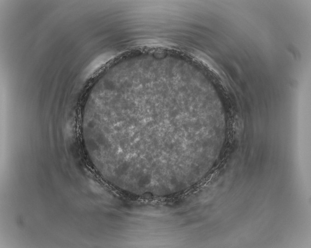 X0000111010775200907311050