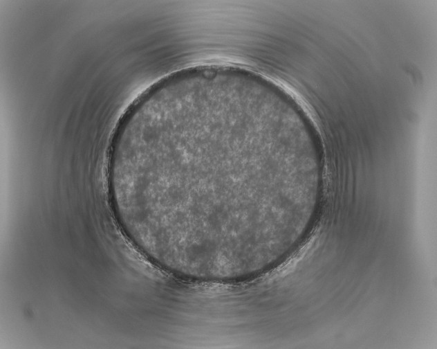 X0000111010783200907311050