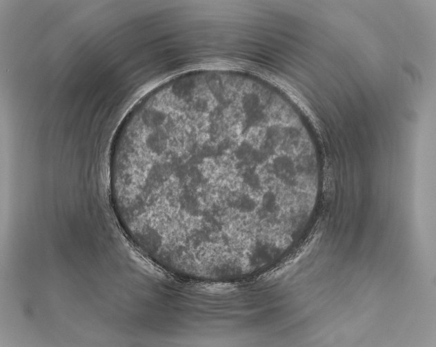 X0000111010837200907311050