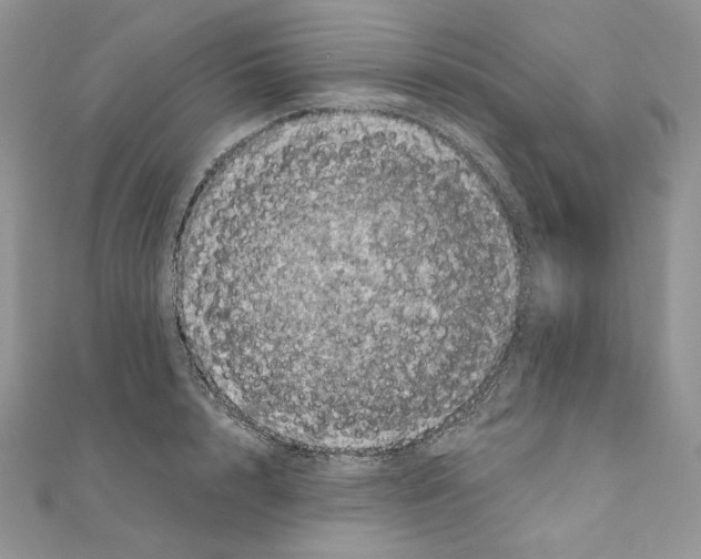 X0000111010848200907311050