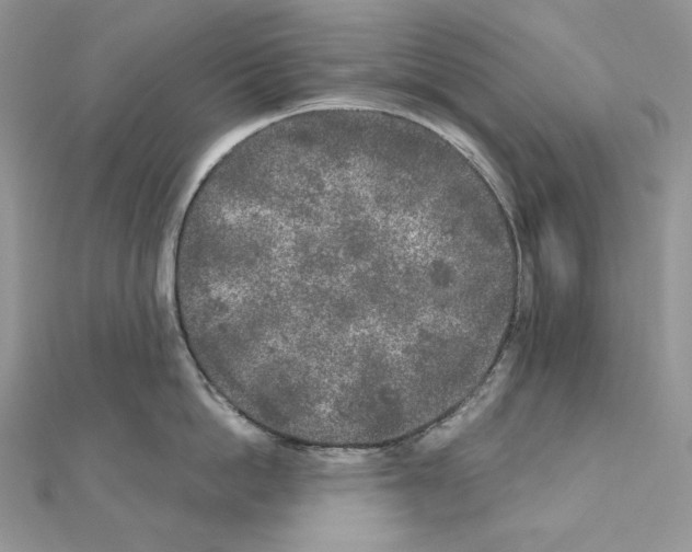 X0000111010862200907311050