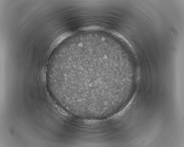 X0000111010921200907311048