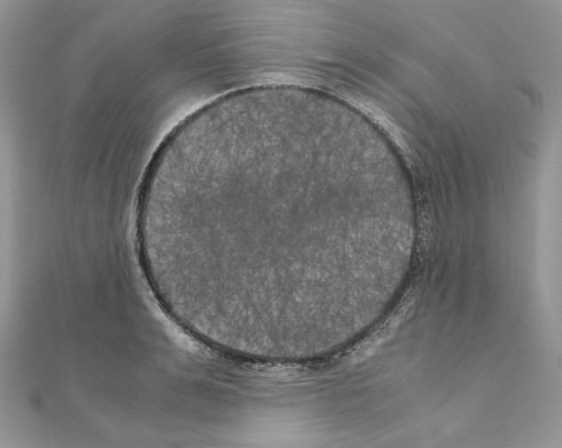 X0000111010991200907311048