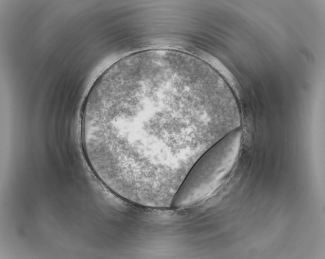 X0000111011096200907311046