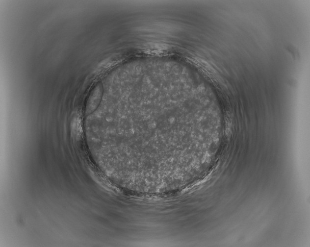 X0000111011106200907311046