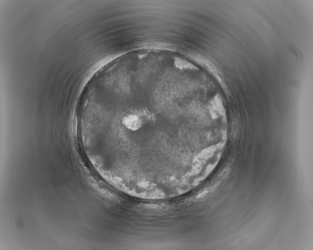 X0000111011125200907311046