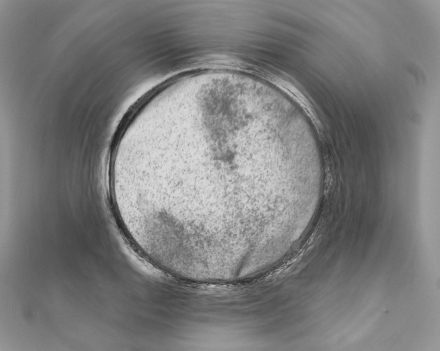 X0000111011128200907311046
