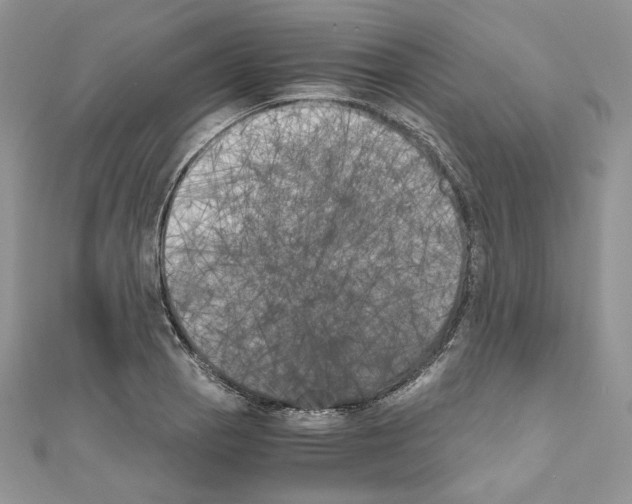 X0000111011129200907311046