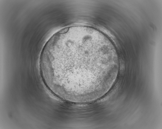 X0000111011423200907311042