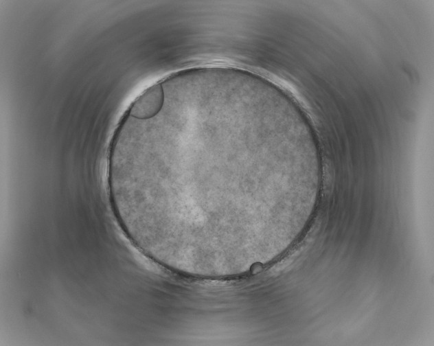 X0000111011424200907311042