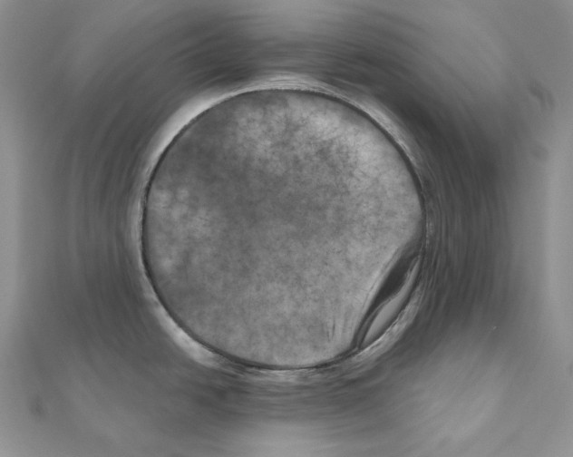 X0000111011438200907311042