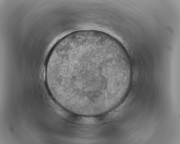 X0000111011509200907311041