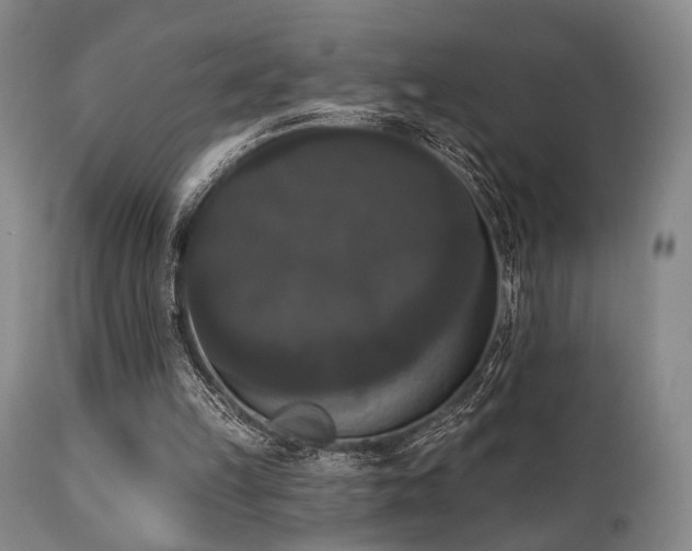 X0000111020149200906191700