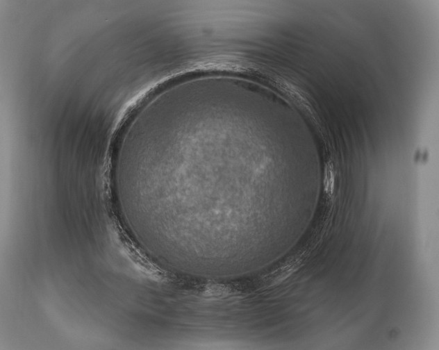 X0000111020388200906191657