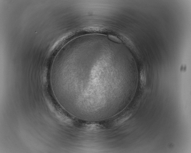 X0000111020396200906191657