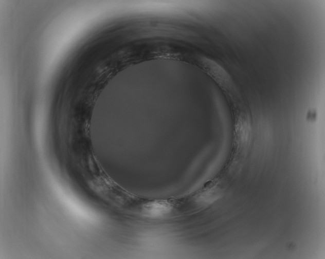 X0000111020765200906191652