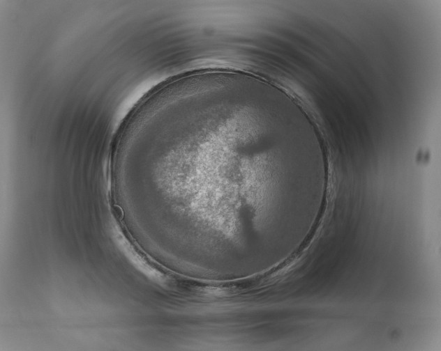 X0000111020796200906191651