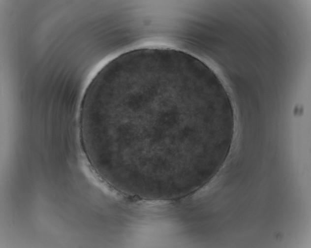 X0000111020864200906191651