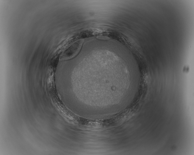 X0000111020914200906191648