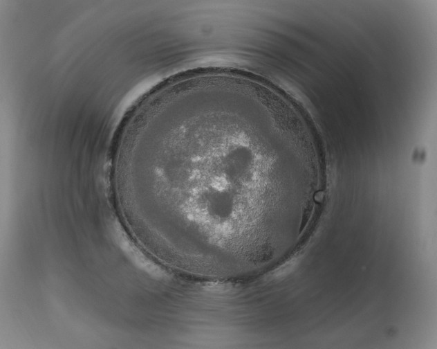 X0000111021029200906191647