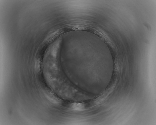 X0000111020169200906261548