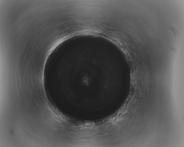 X0000111020196200906261547