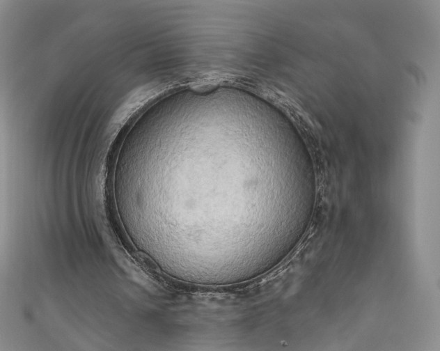 X0000111020242200906261546