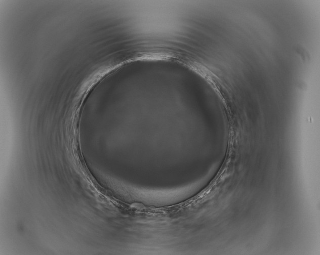 X0000111020337200906261545