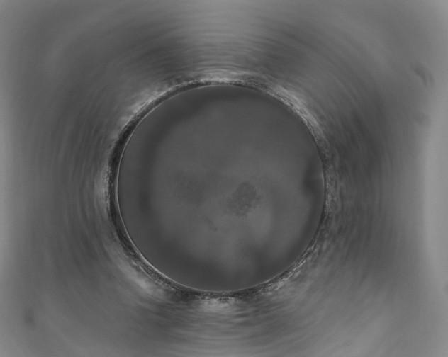 X0000111020346200906261545