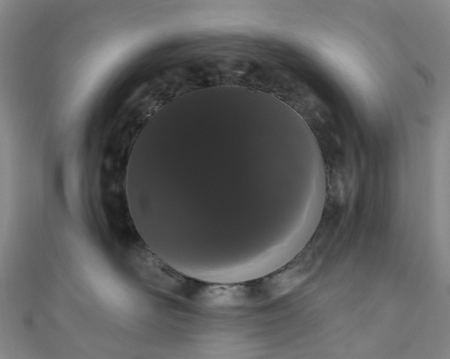 X0000111020526200906261543