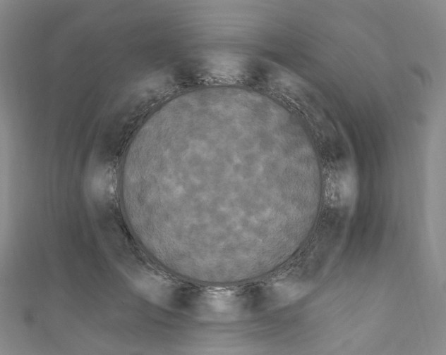 X0000111020701200906261541