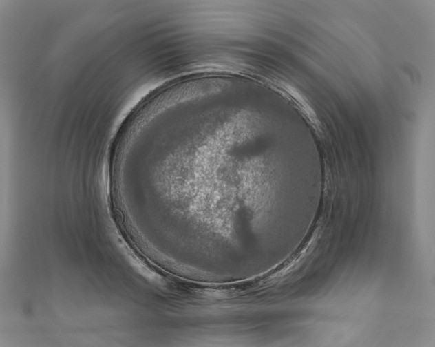 X0000111020796200906261539