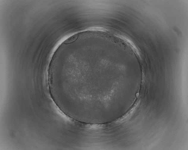 X0000111020808200906261539