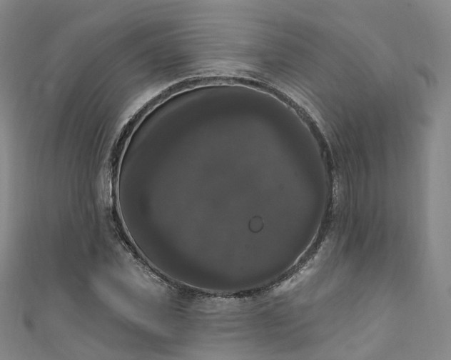 X0000111020925200906261537