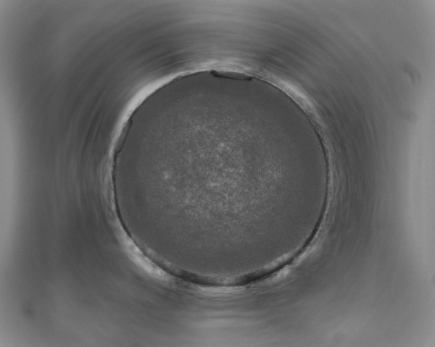 X0000111021200200906261534