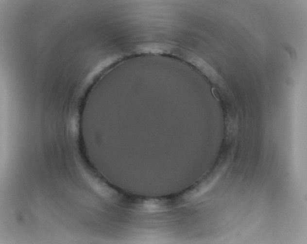 X0000111020064200907022207