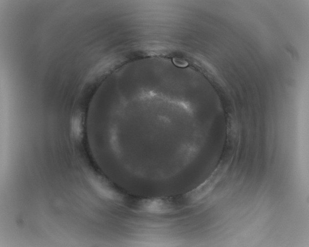 X0000111020074200907022207