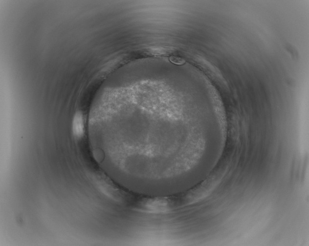 X0000111020075200907022207