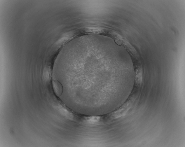 X0000111020474200907022202