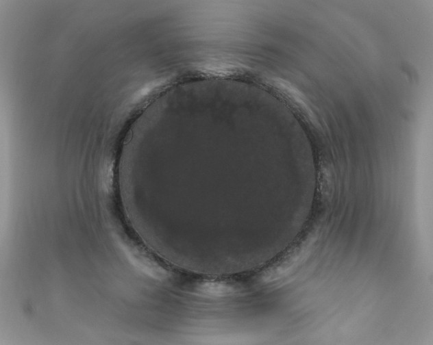 X0000111020596200907022200
