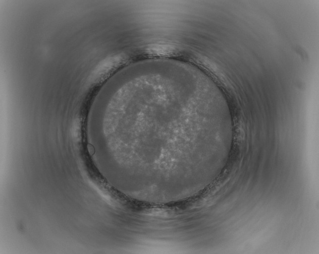 X0000111020738200907022158