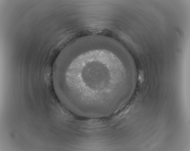 X0000111020867200907022156